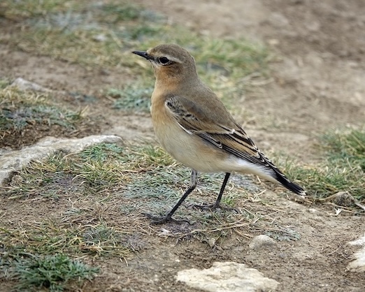 wheatear